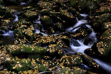 Flowing stream, mossy stones and autumn leaves, Altschoenau, Bavarian Forest, Bavaria, Germany, Europe