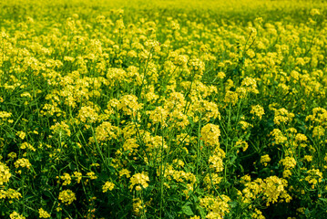 Obraz premium 菜の花畑