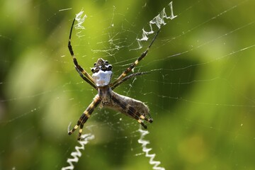 Zig-zag Spider (Neoscona cooksoni), Ecuador, South America