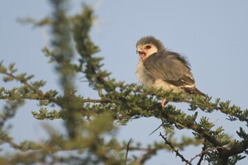 Pygmy Falcon (Polihierax semitorquatus), Samburu National Park, Kenya, East Africa, Africa