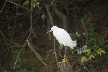 Snowy Egret (Egretta thula), Pantanal, Mato Grosso, Brazil, South America