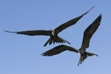 Magnificent Frigatebirds (Fregata magnificens), Fernando de Noronha, Brazil, South America