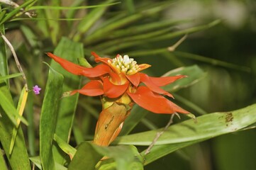 Guzmania (Bromelioideae), Guayaquil, Guayas Province, Ecuador, South America