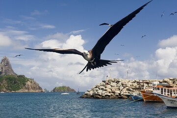 Magnificent Frigatebird (Fregata magnificens), Fernando de Noronha, Brazil, South America