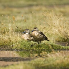 Patagonian crested Ducks (Lophonetta specularioides), Atacama Desert, Antofagasta Region, Chile, South America