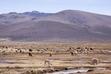 Lamas in the mountains near Arequipa, Peru, South America