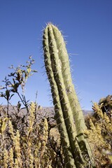 Cactus in the mountains near Chivay, Peru, South America