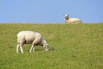 Sheep on dike, Strucklahnungshoern, Nordstrand, North Friesland, Schleswig-Holstein, Germany, Europe