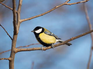 Kohlmeise (Parus major)