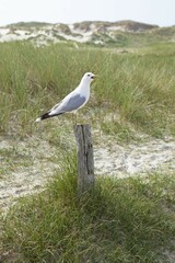 Fototapeta premium Common Gull (Larus canus), Amrum Island, North Friesland, Schleswig-Holstein, Germany, Europe