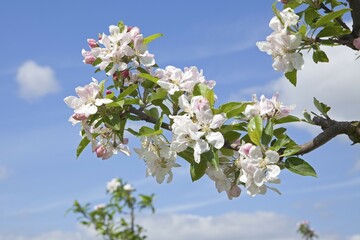 Apple blossoms, Altes Land fruit-growing region, Lower Saxony, Germany, Europe