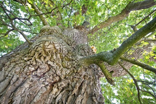 Trunk of an Oak (Quercus) on Emmertshof, with about 750 years one of the oldest oak trees in Germany, near Neuenstein, Hohenlohe, Baden-Wuerttemberg, Germany, Europe
