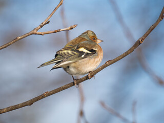Buchfink (Fringilla coelebs)