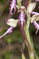 Balkan Lizard Orchid (Himantoglossum caprinum), single flower, Lake Kerkini area, Greece, Europe