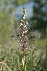 Balkan Lizard Orchid (Himantoglossum caprinum), Lake Kerkini area, Greece, Europe