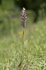 Fototapeta premium Bug Orchid (Orchis coriophora), Lake Kerkini area, Greece, Europe