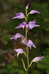 Red Helleborine (Cephalanthera rubra), Degenfeld, Baden-Wuerttemberg, Germany, Europe
