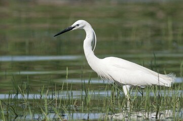 Little Egret (Egretta garzetta), foraging, Lake Kerkini, Greece, Europe