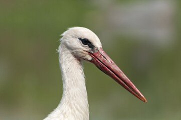 White Stork (Ciconia ciconia), portrait, Lake Kerkini, Greece, Europe