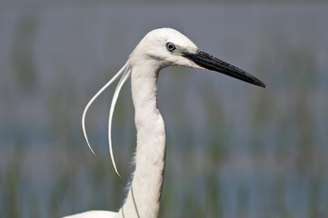 Little Egret (Egretta garzetta), portrait, Lake Kerkini, Greece, Europe