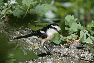 Fototapeta premium Masked Shrike (Lanius nubicus), male at nest with young, Lake Kerkini region, Greece, Europe