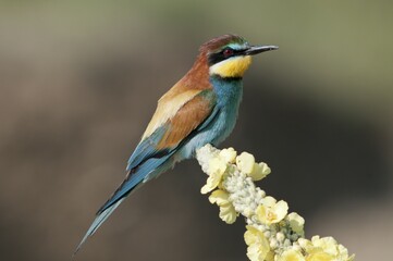 Bee-eater (Merops apiaster) on mullein flower, Lake Kerkini region, Greece, Europe