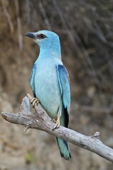 European Roller (Coracias garrulus), female on perch, Lake Kerkini region, Greece, Europe