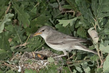 Eastern Olivaceous Warbler (Hippolais pallida), with food for young in the nest, Lake Kerkini region, Greece, Europe