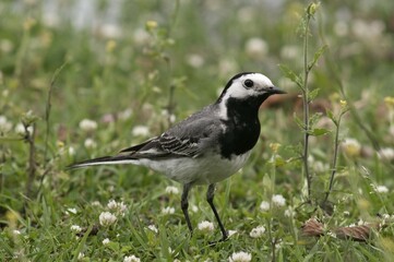 White Wagtail (Motacilla alba), foraging, Lake Kerkini region, Greece, Europe