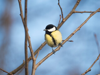 Obraz premium Kohlmeise (Parus major) 