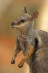 Tammar Wallaby (Macropus eugenii), Australia, Oceania © Stefan Huwiler/imageBROKER