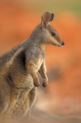 Tammar Wallaby (Macropus eugenii), Australia, Oceania © Stefan Huwiler/imageBROKER