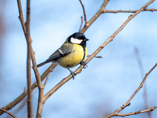 Kohlmeise (Parus major)    