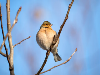 Buchfink (Fringilla coelebs)