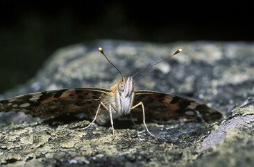 Painted Lady (Cynthia cardui), Switzerland, Europe