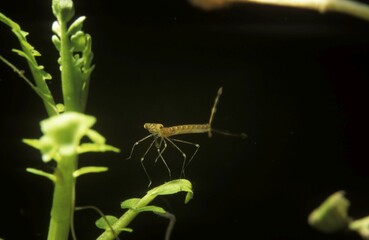 Larva of Emerald Damselflies (Lestes sponsa), Germany, Europe