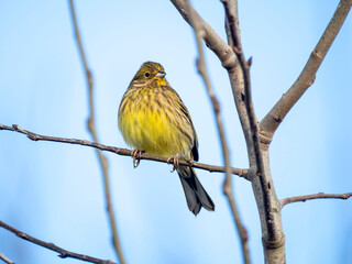 Goldammer (Emberiza citrinella)