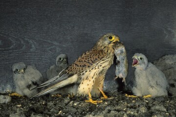 Kestrel (Falco tinnunculus) family falcons diurnal birds of prey Falconiformes) adult with mouse