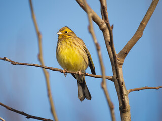 Goldammer (Emberiza citrinella)