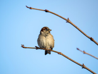 Haussperling (Passer domesticus)