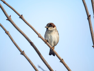 Haussperling (Passer domesticus)