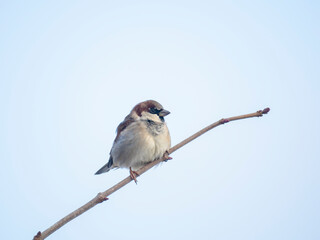 Haussperling (Passer domesticus)