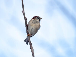 Haussperling (Passer domesticus)