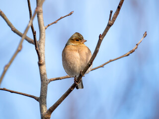 Buchfink (Fringilla coelebs)