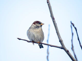 Haussperling (Passer domesticus)