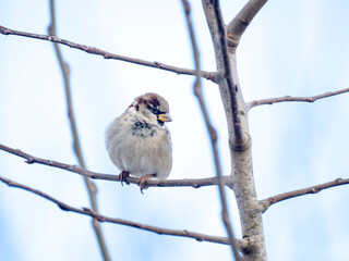Haussperling (Passer domesticus)