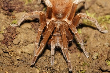 Tarantula, Costa Rica, Central America
