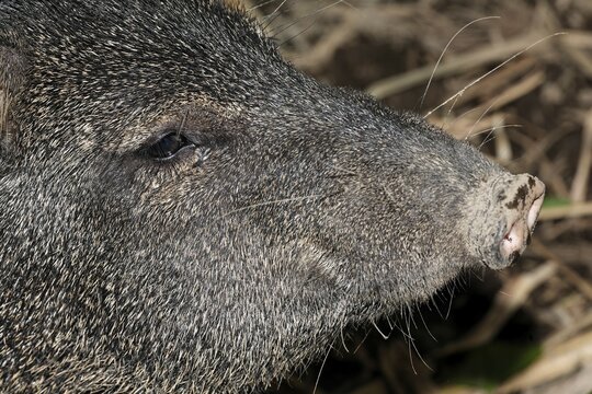 Collared peccary (Pecari tajacu), Costa Rica, Central America