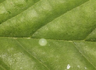 Egg of Blue Morpho (Morpho peleides), Costa Rica, Central America