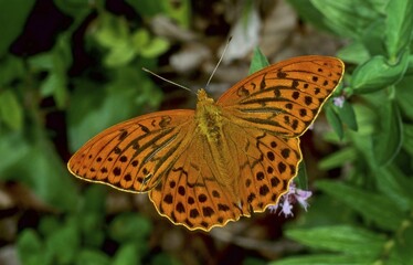 Silver-washed Fritillary (Argynnis paphia), fam. Nymphalidae